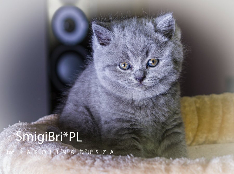 koty brytyjskie niebieskie zdjęcia