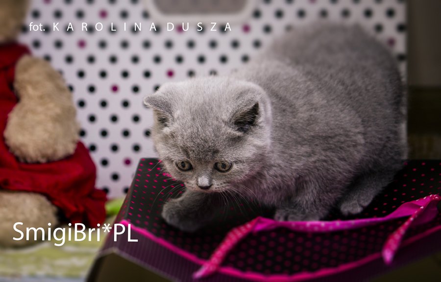 koty brytyjskie niebieskie zdjęcia