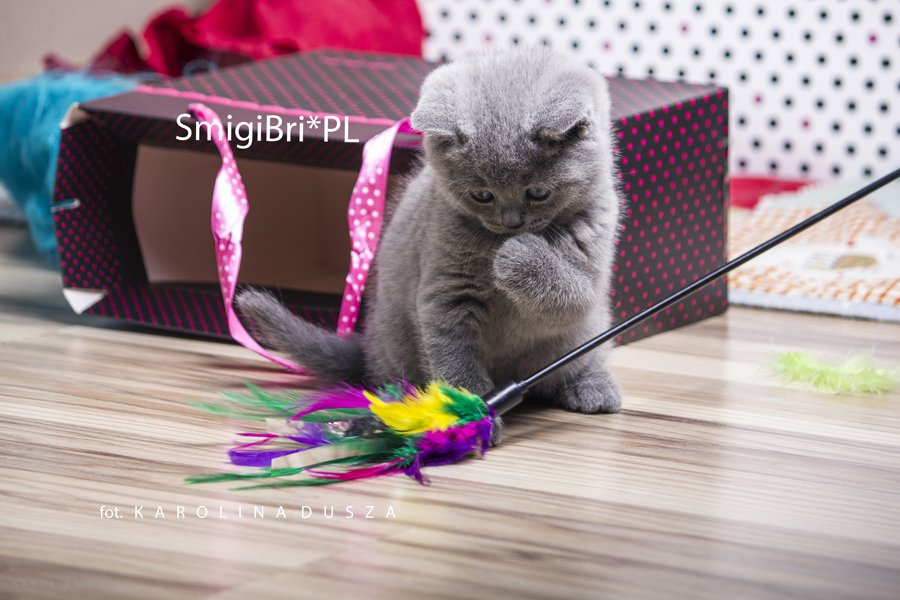 koty brytyjskie niebieskie zdjęcia