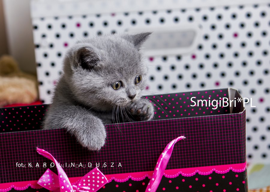 koty brytyjskie niebieskie zdjęcia