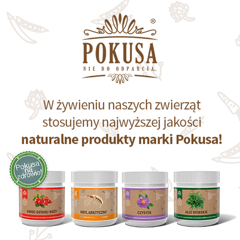 pokusa produkty i oferta baner