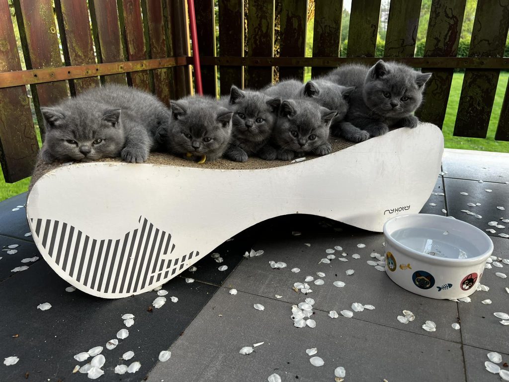 dostępne kocięta brytyjskie niebieskie